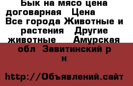 Бык на мясо цена договарная › Цена ­ 300 - Все города Животные и растения » Другие животные   . Амурская обл.,Завитинский р-н